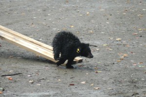 black bear being released